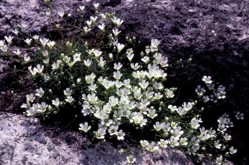 Greenland Stitchwort