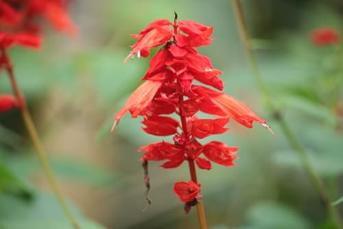 Scarlet Sage Bonsai