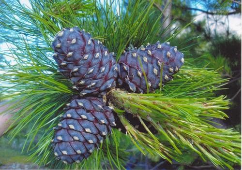 Siberian Pine Bonsai