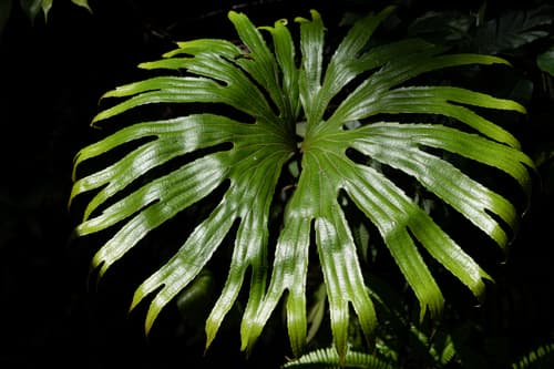 Broad-leaf Fern