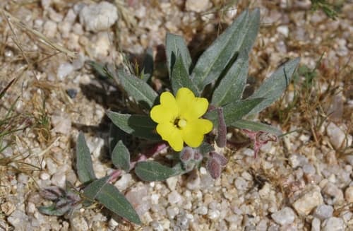 Pale Yellow Suncup