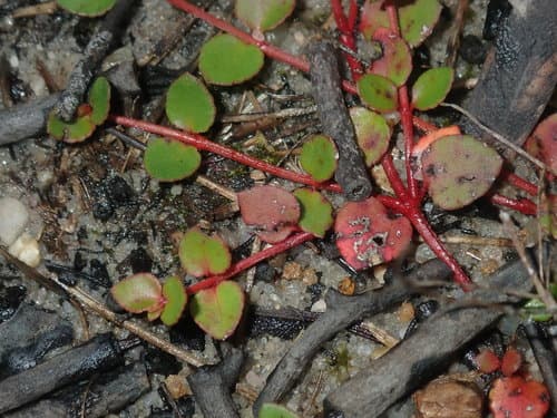 Creeping Raspwort