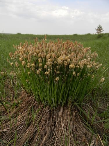 Hassock-grass