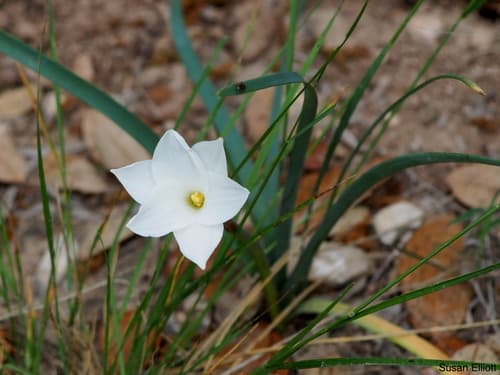 Drummond's Rain Lily