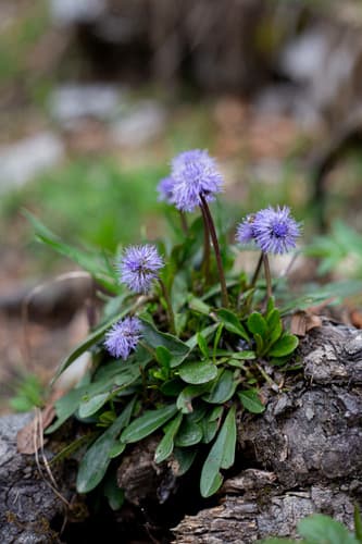 Leafless-stemmed Globularia