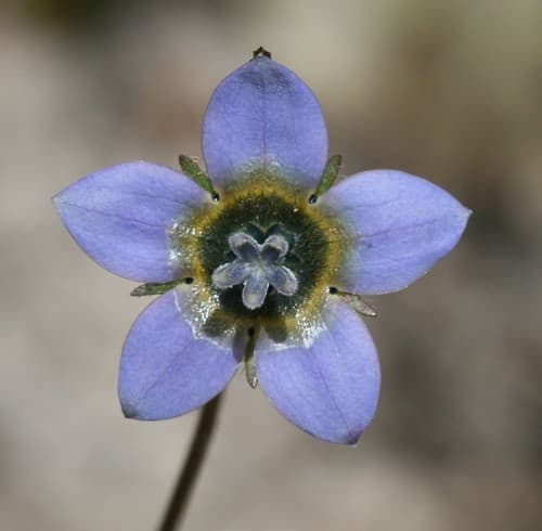 Cape Bluebell