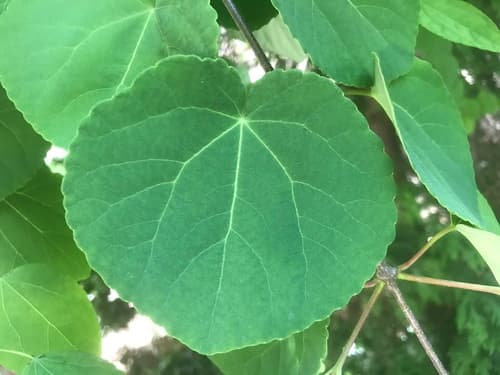 Katsura Tree Bonsai