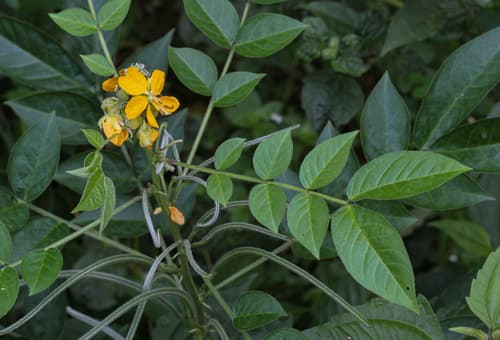 Hairy Senna