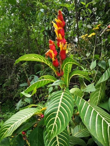 Shrubby Whitevein