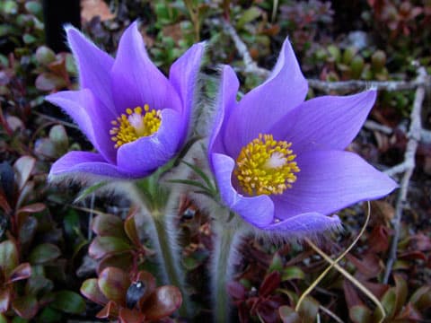 Eastern Pasqueflower Bonsai