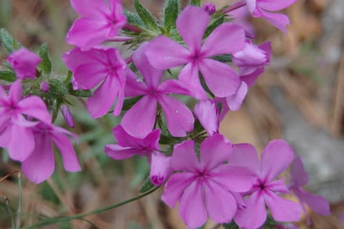 Hairy Phlox