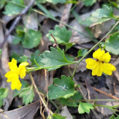 Star Goodenia