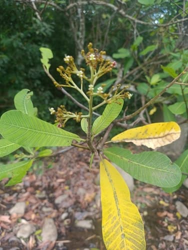 Wild Cashew