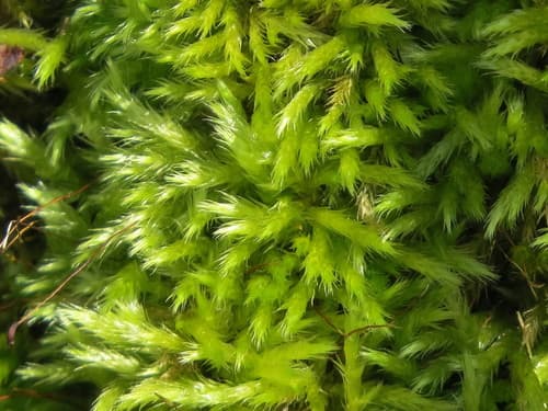 Beautiful Branch Moss
