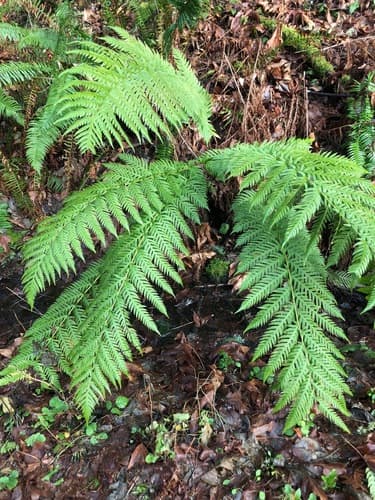 Giant Chain Fern