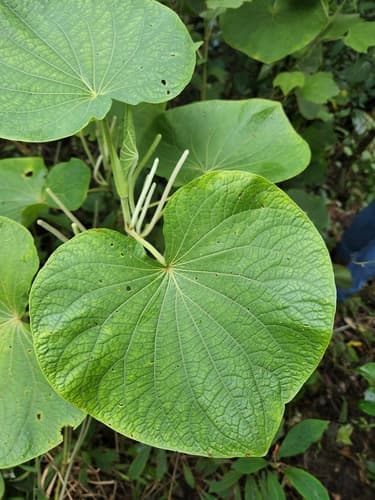 Pariparoba Plant