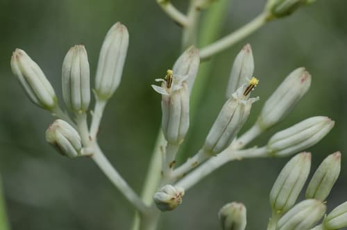 Ovateleaf Cacalia