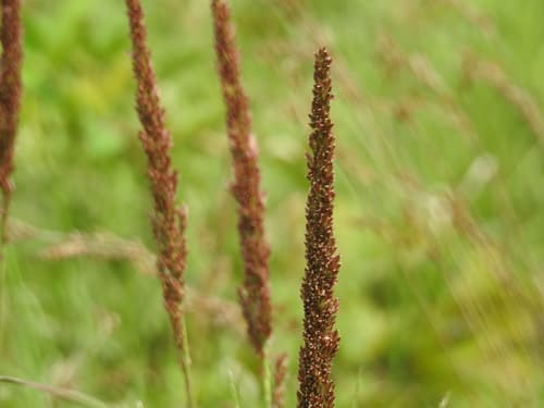 Longspike Tridens
