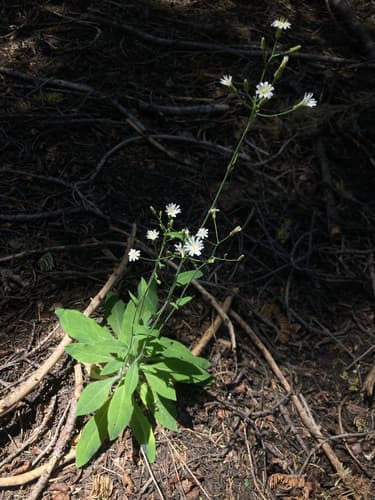 White Hawkweed
