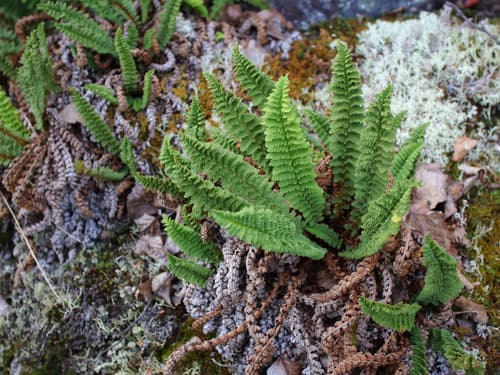 Fragrant Wood Fern