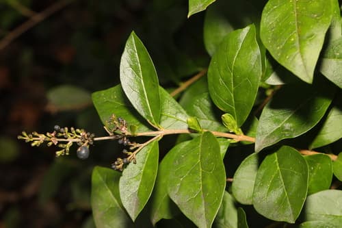 Garden Privet Bonsai