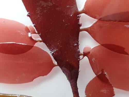 Dulse