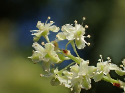 Tuber Fleeceflower