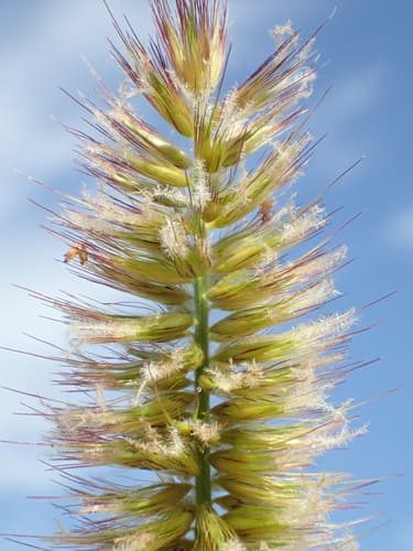Napier Grass