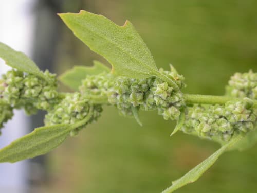 Pitseed Goosefoot