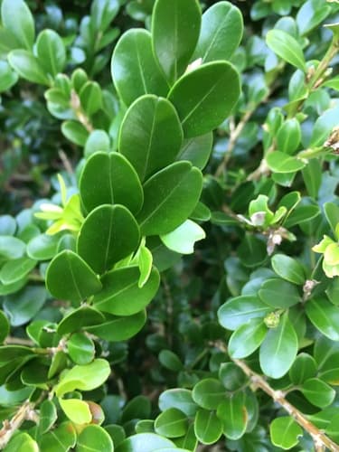 Small-leaved Box