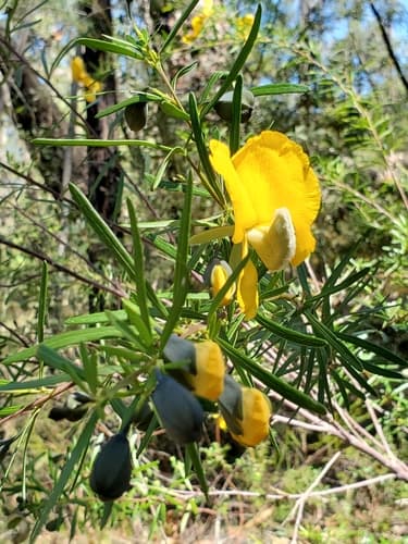 Golden Glory Pea