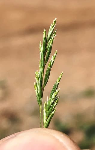 Common Mediterranean Grass