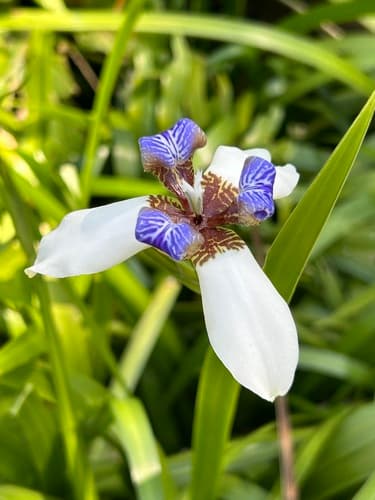 White Walking Iris