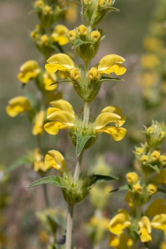 Iberian Lampwick