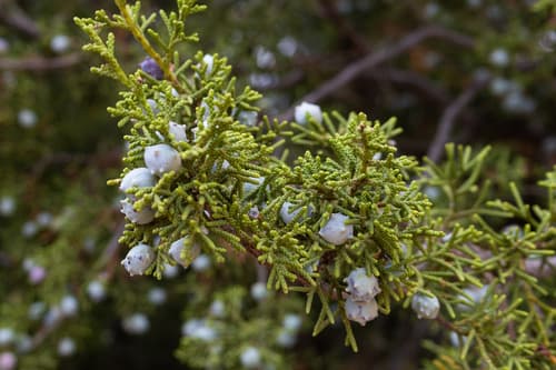 California Juniper Bonsai