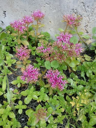 Caucasian Stonecrop