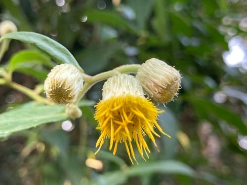 Big-flowered Blumea