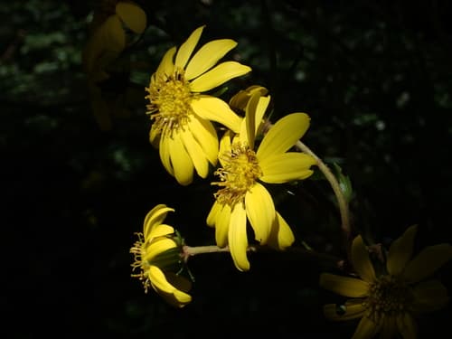Leopard Plant