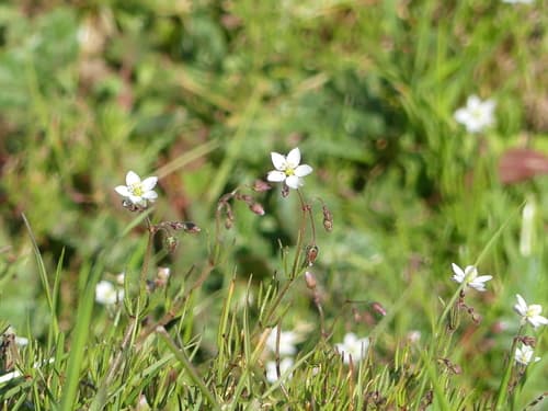 Corn Spurrey