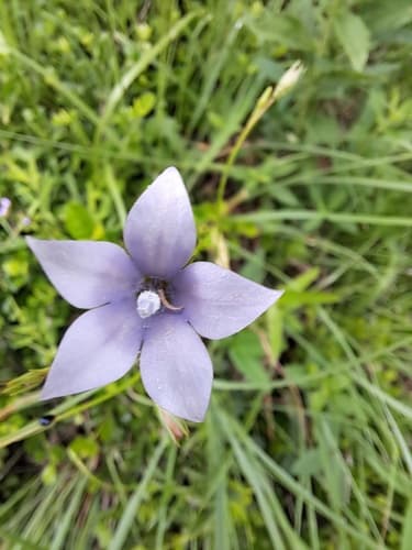 African Blue Bell