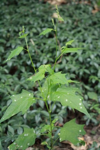 Eurasian Maple-leaved Goosefoot