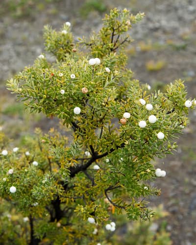 Pūkiawe Bonsai