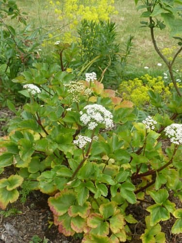 Scots Lovage