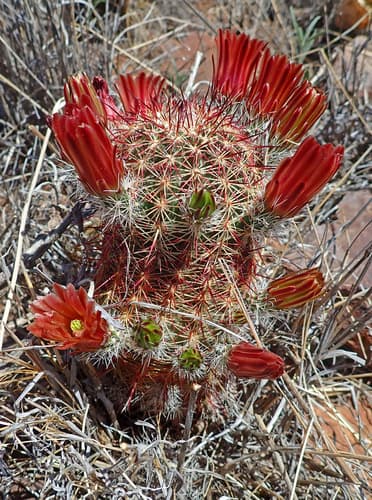 Texas Hedgehog Cactus