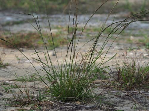 Smut Grass Clump (Bonsai Interpretation)