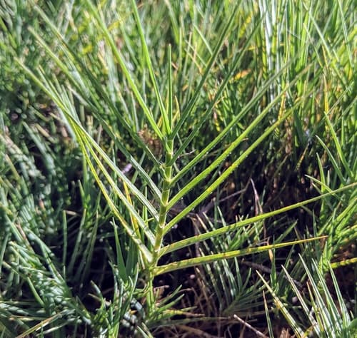 Saltgrass