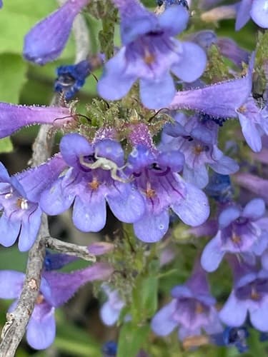 Front Range Beardtongue