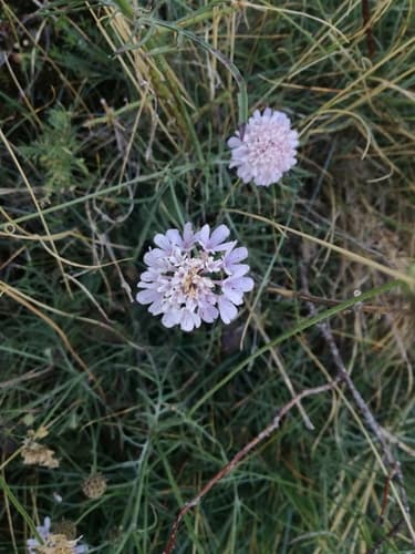 Scabiosa triandra