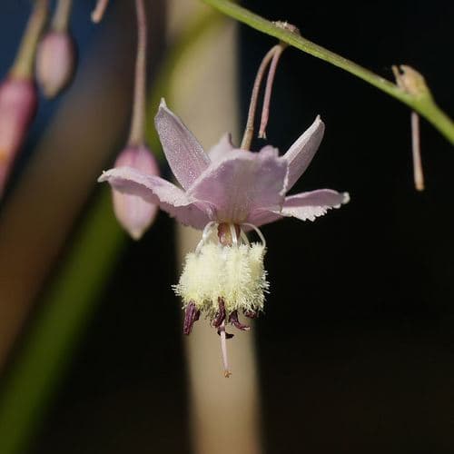 pale vanilla lily
