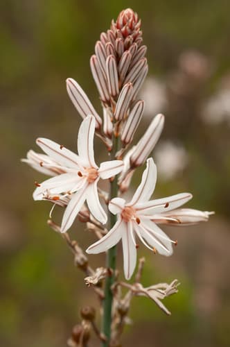 Branched Asphodel